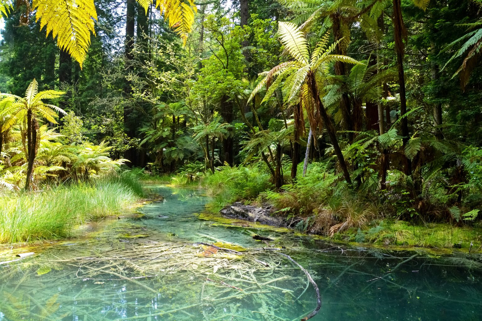 Serene forest stream surrounded by lush greenery and ferns.